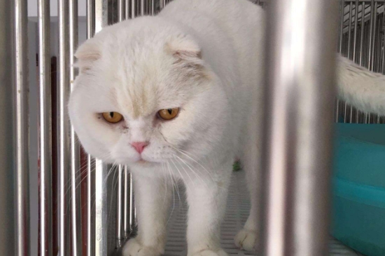 公猫闹猫的表现