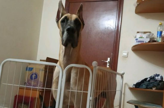 大丹犬可以当护卫犬吗