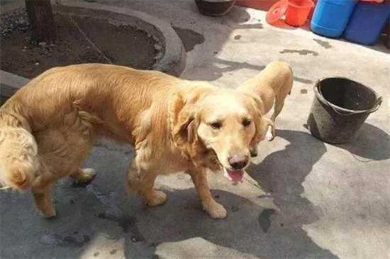 狗怀孕吃鸡骨头会怎样