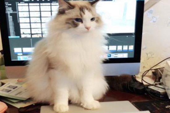 猫为什么突然疏远主人