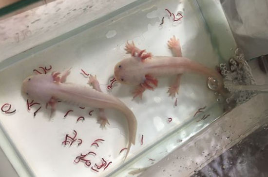 六角龙鱼怎么看年龄