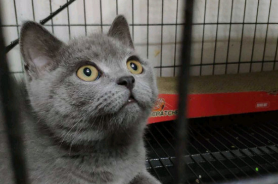 人用的眼药水猫能用吗
