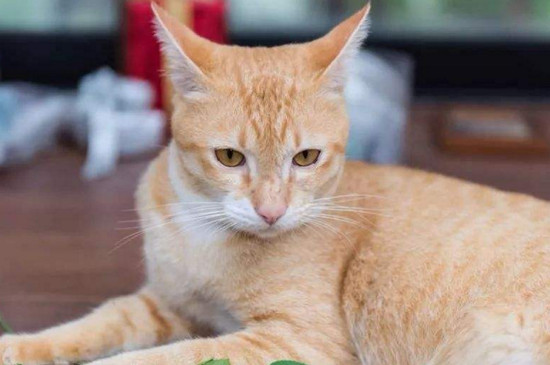 幼猫可以用猫薄荷吗