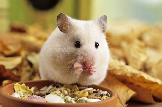 仓鼠把食物吐出来是什么意思