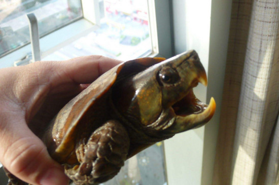 养鹰嘴龟的好处