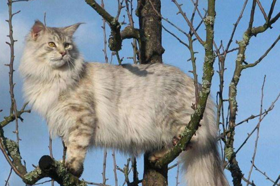 什么品种的猫护主