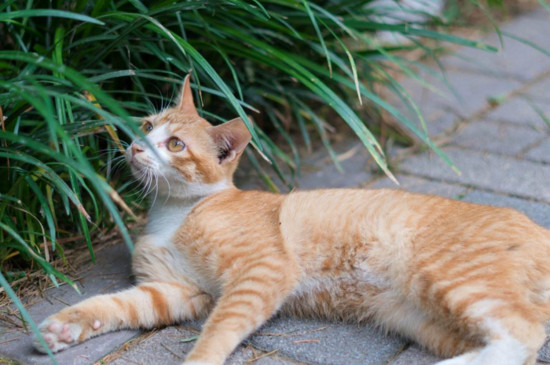 橘猫为什么越来越瘦