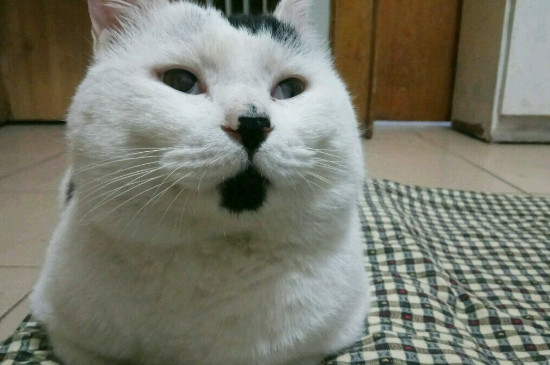 猫尾巴快速颤抖