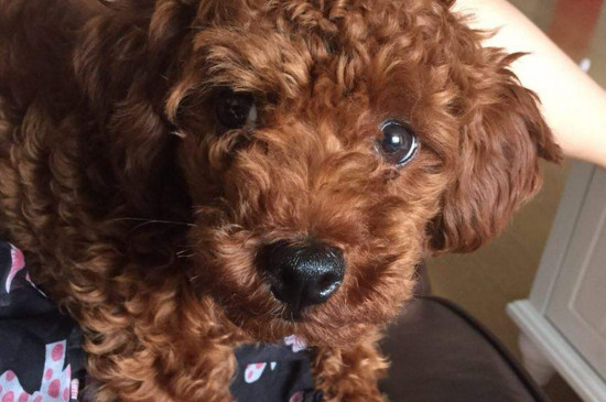 泰迪犬有口臭怎么办