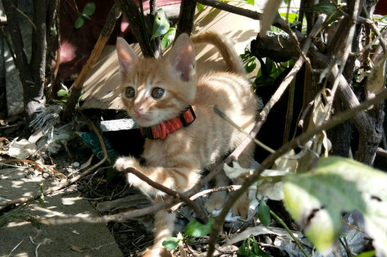猫鼻支潜伏期症状