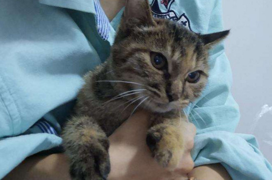 被没打疫苗的小猫咬了