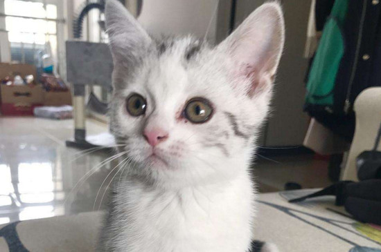 猫咪打针时间