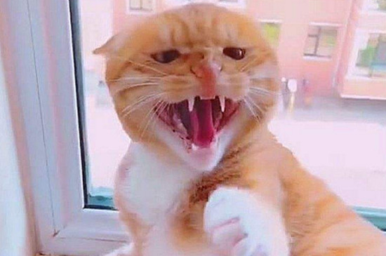 橘猫为什么那么凶