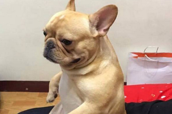 法斗属于小型犬还是中型犬