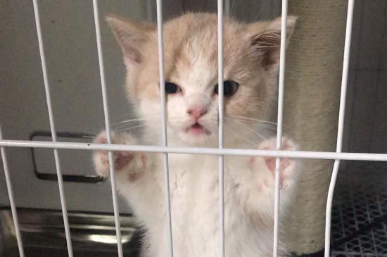 笼养猫的好处