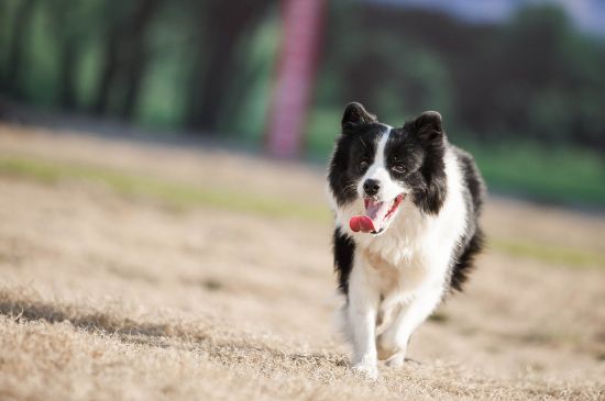 养牧羊犬的十大坏处