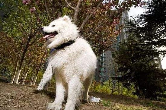 萨摩耶公犬发情期症状，会排尿侵占领土还有打斗倾向