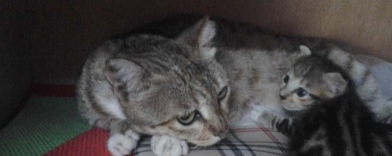 小猫多少天出窝