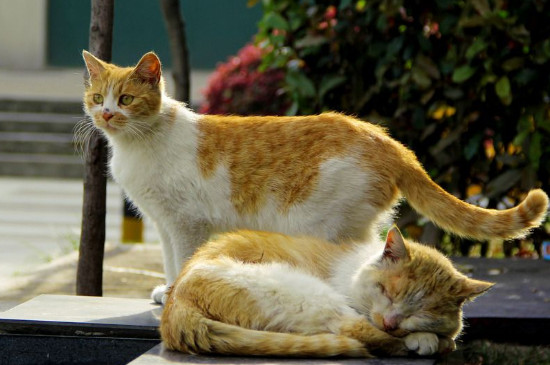 新猫老猫适应多久