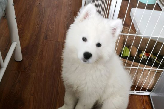 小萨摩耶犬多少钱一只，纯种萨摩耶幼犬价格在3500～8800元