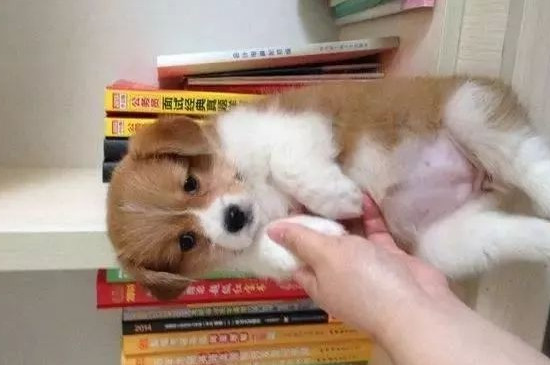 狗狗把肚皮朝向你说明什么