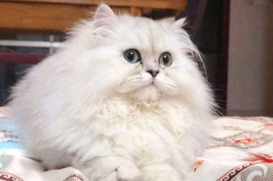 金吉拉猫一天喂几次