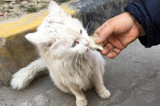 摸完流浪猫怎么处理，注意洗手消毒别传染给家猫