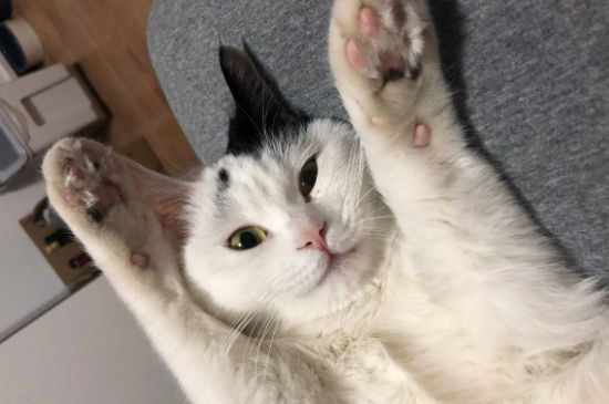 成猫吃幼猫粮好吗
