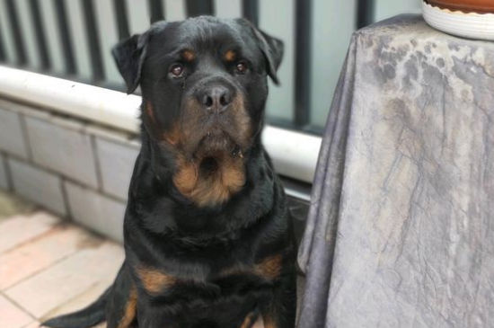 罗威纳犬可以散养吗