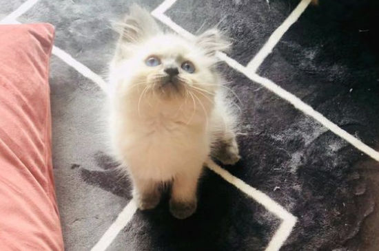 猫咪日渐消瘦毛色枯燥