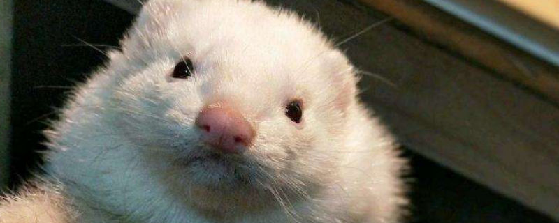 宠物貂可以吃生肉吗