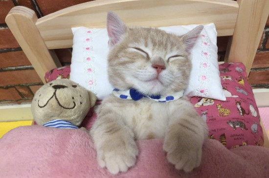猫咪一天睡多久