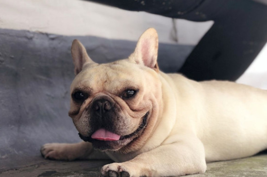 短鼻犬为什么不能空运
