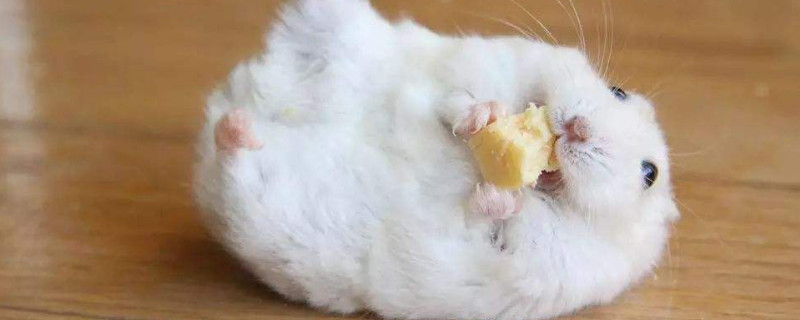 仓鼠可以吃红薯吗