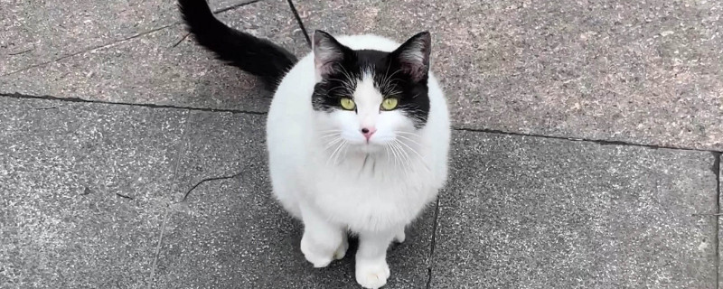 猫拉完粑粑要擦吗