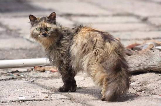 流浪猫接近你预示