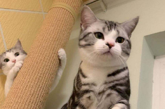 养美短猫的弊端