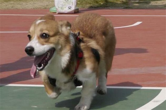 幼犬狗狗肺炎能治好吗，及时就医注意养护可尽快治愈