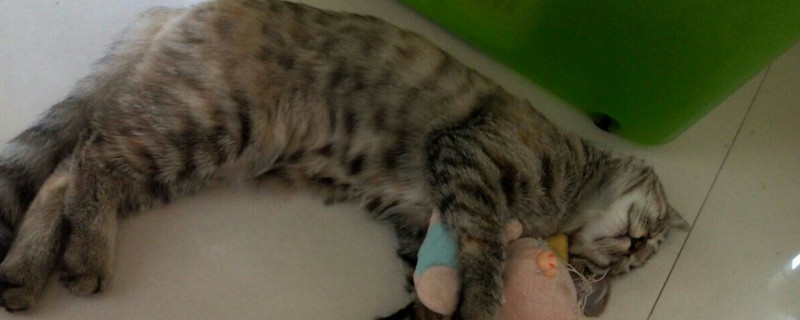 猫咪误食火腿肠金属