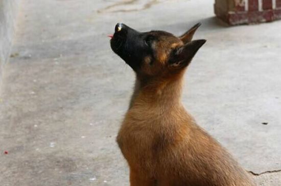 马犬拉稀呕吐怎么办，注意保暖改善饮食调理肠胃