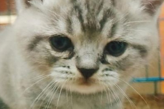 如何给猫洗澡