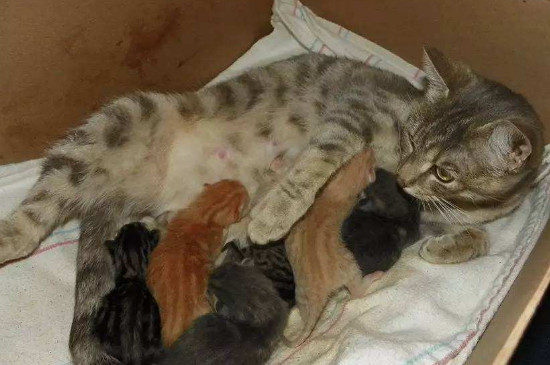 猫怀孕天数怎么算