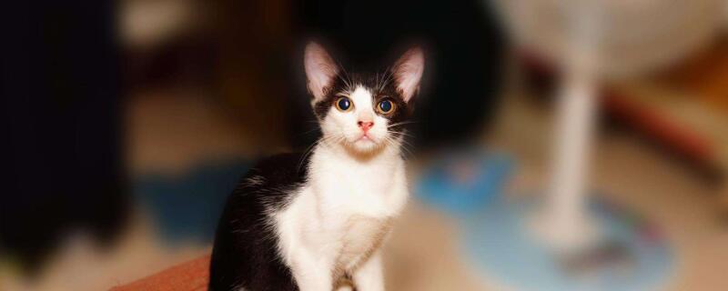 猫咪刚到家躲到角落里怎么办