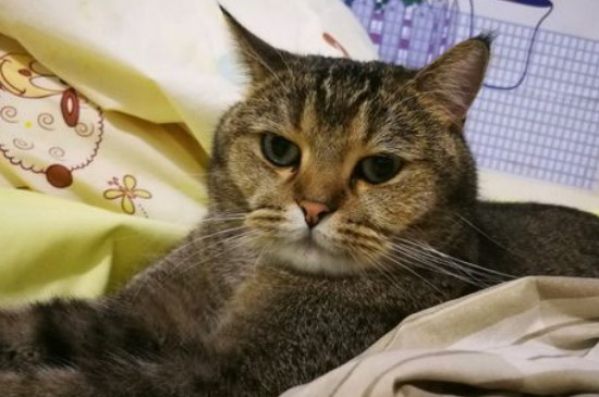 为什么淘宝的猫才100元