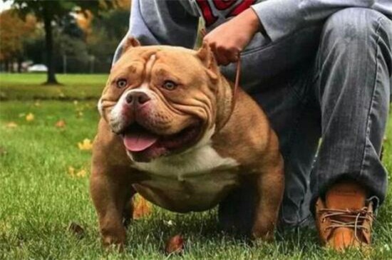 恶霸犬什么颜色贵，恶霸犬什么颜色最好看