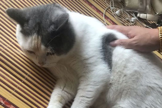 猫咪日渐消瘦毛色枯燥