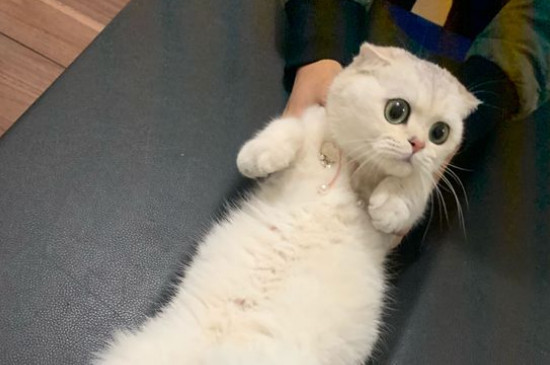 女生适合养什么猫