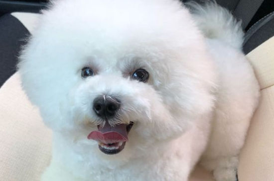 比熊几个月可以吃干狗粮