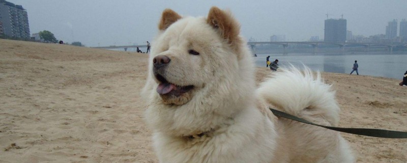 松狮倒睫毛怎么办