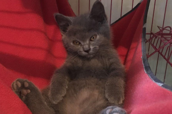 小猫肛门处沾屎怎么清理，猫屁股沾屎怎么弄干净